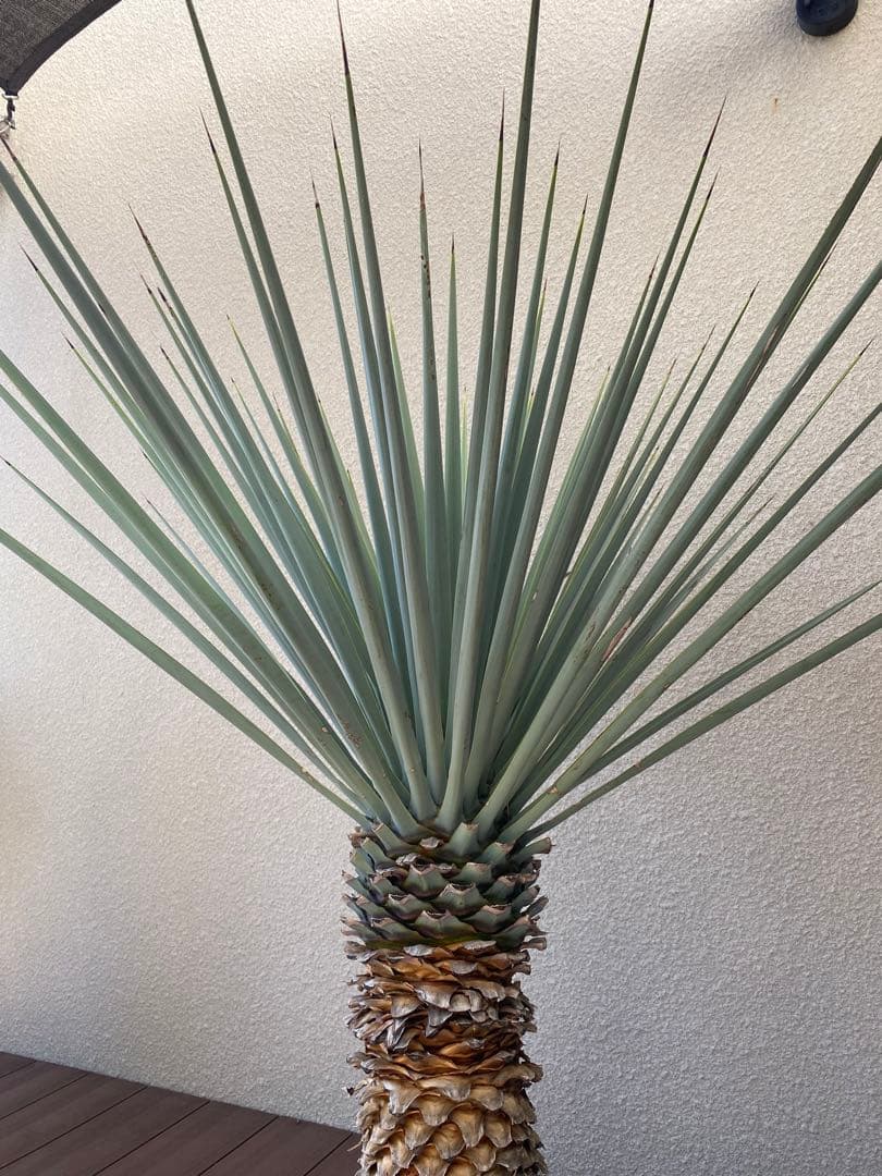 マルデヌベスver.リギダ