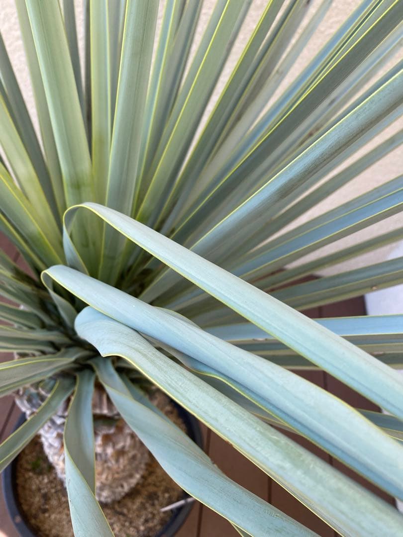 マルデヌベスver.リギダ