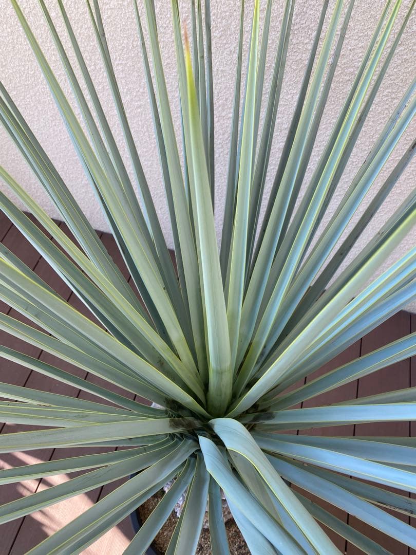 マルデヌベスver.リギダ