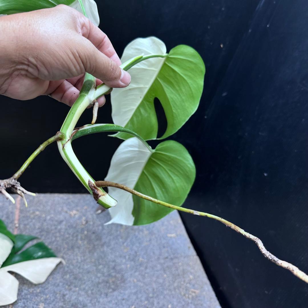 や*主様 斑入りモンステラホワイトタイガーハーフムーントップカット