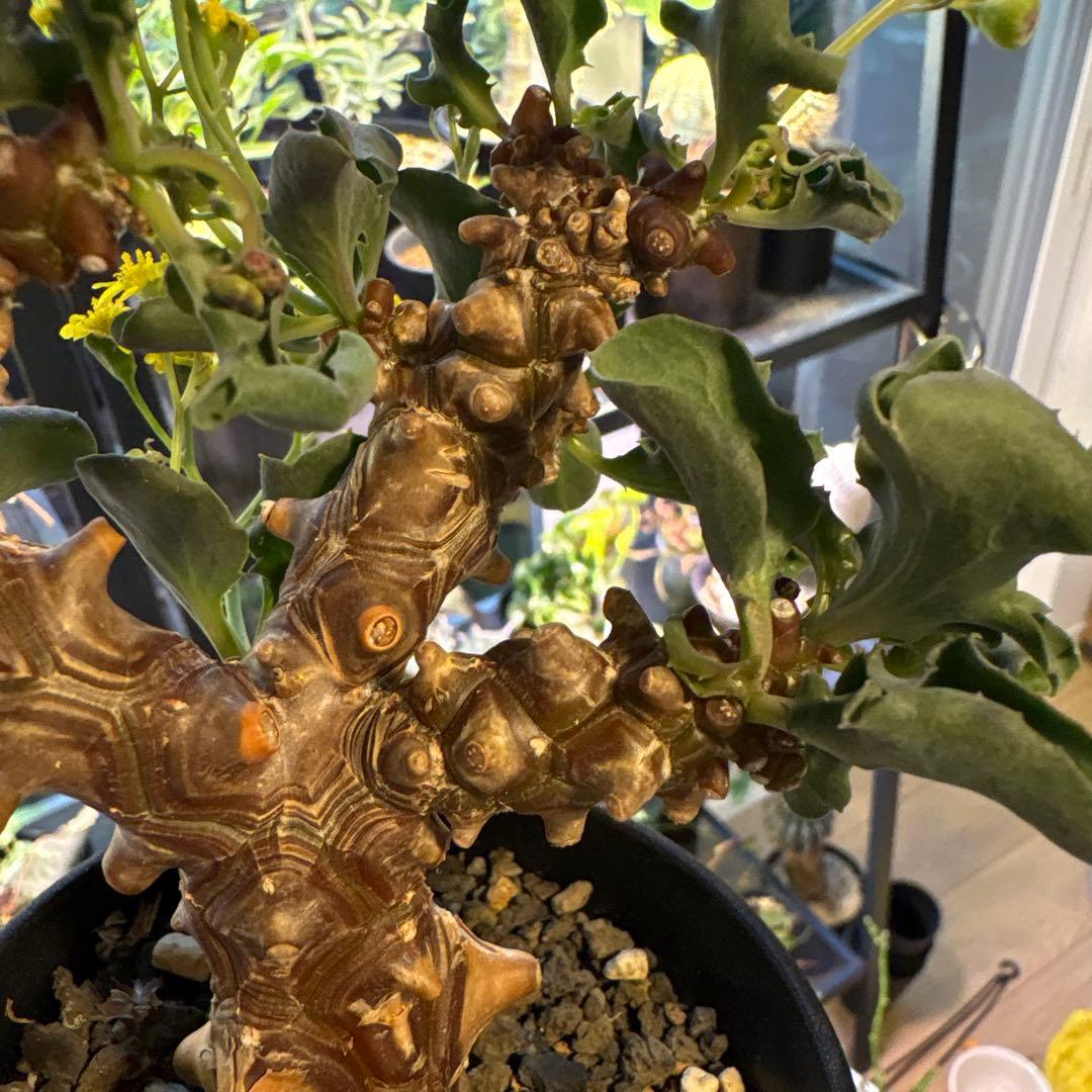 【鉢のまま発送】オトンナ へレー