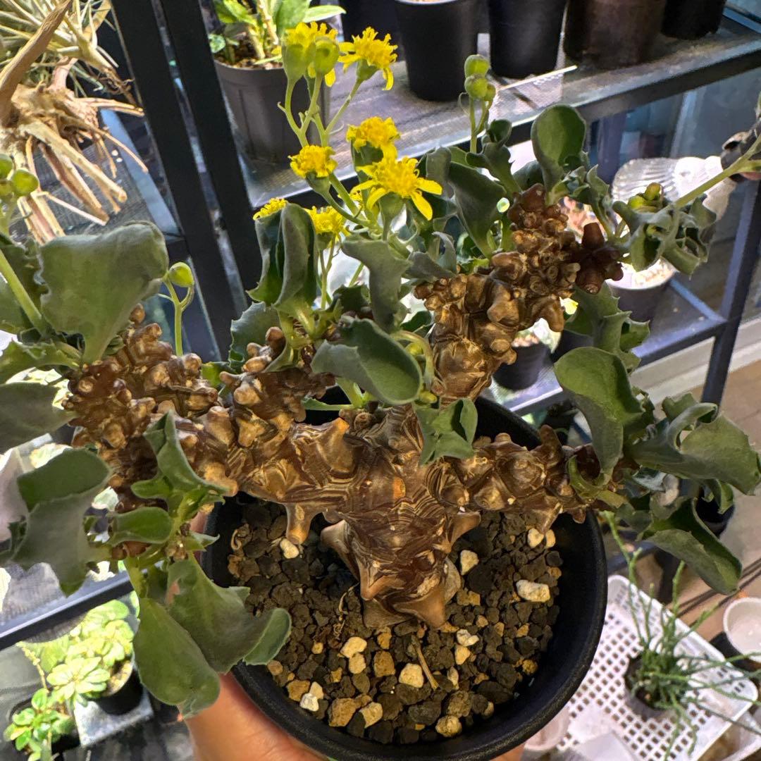 【鉢のまま発送】オトンナ へレー