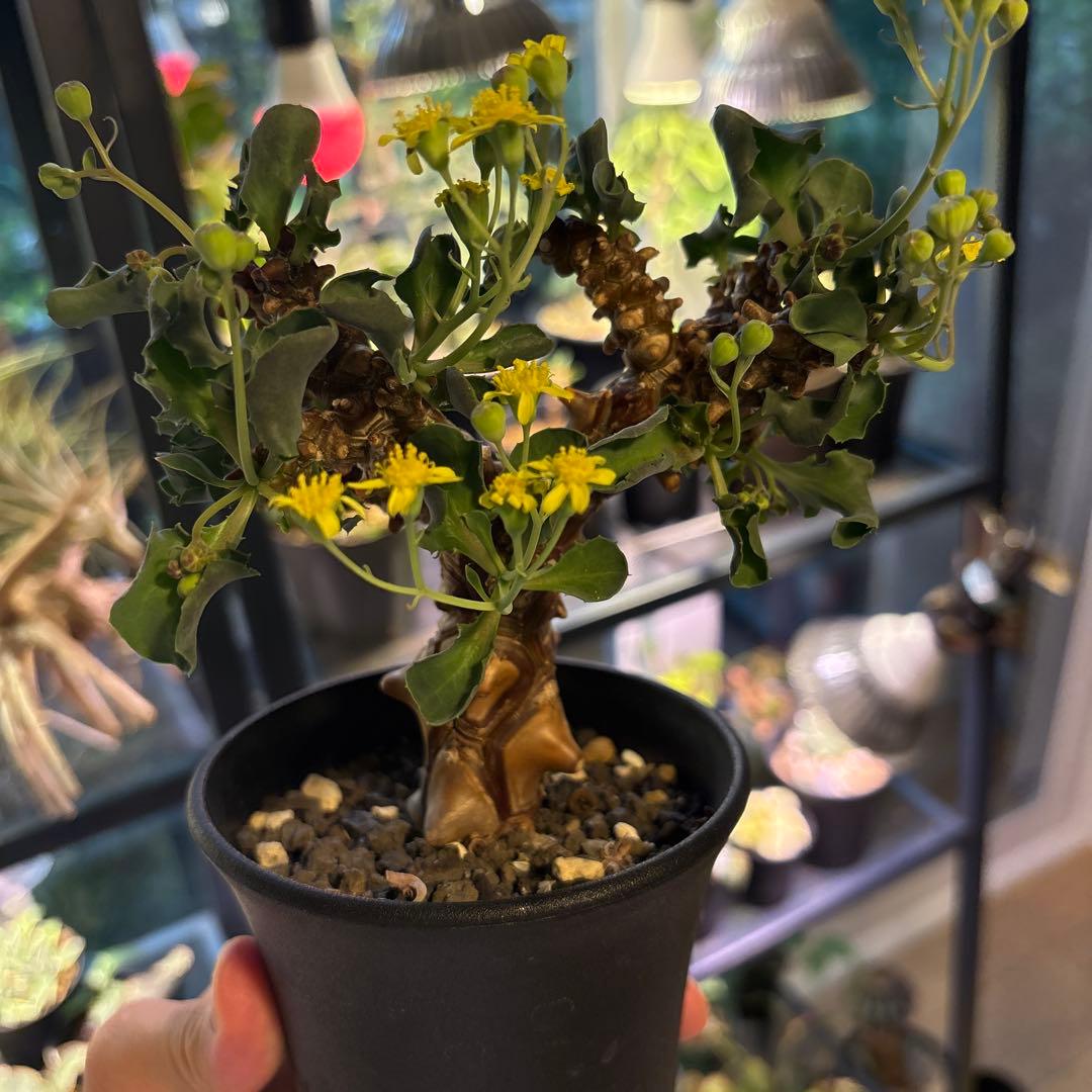 【鉢のまま発送】オトンナ へレー