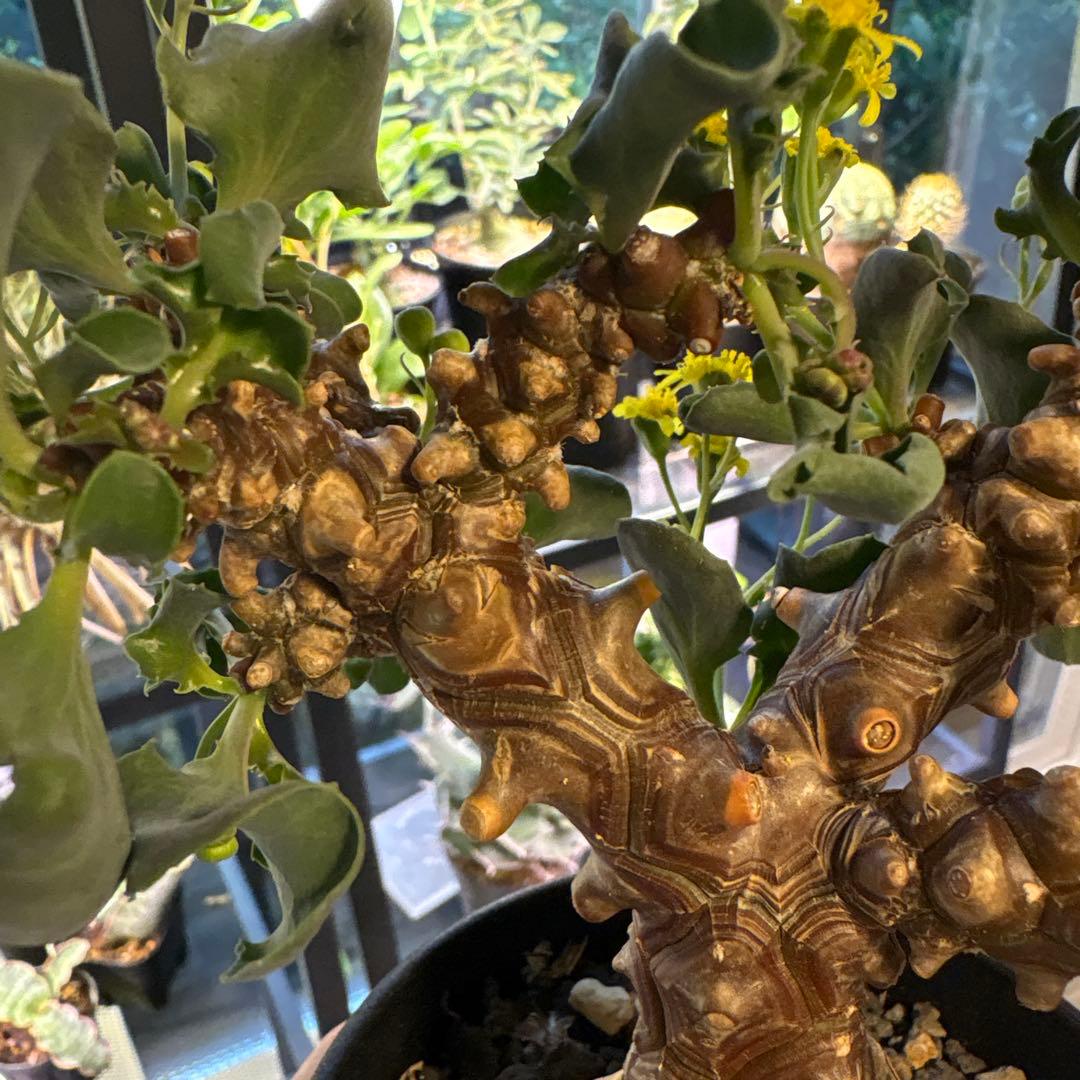 【鉢のまま発送】オトンナ へレー