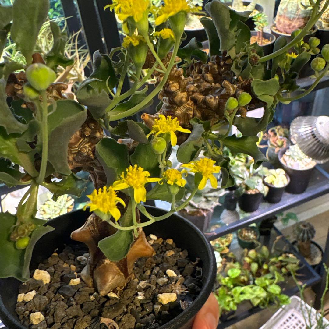 【鉢のまま発送】オトンナ へレー