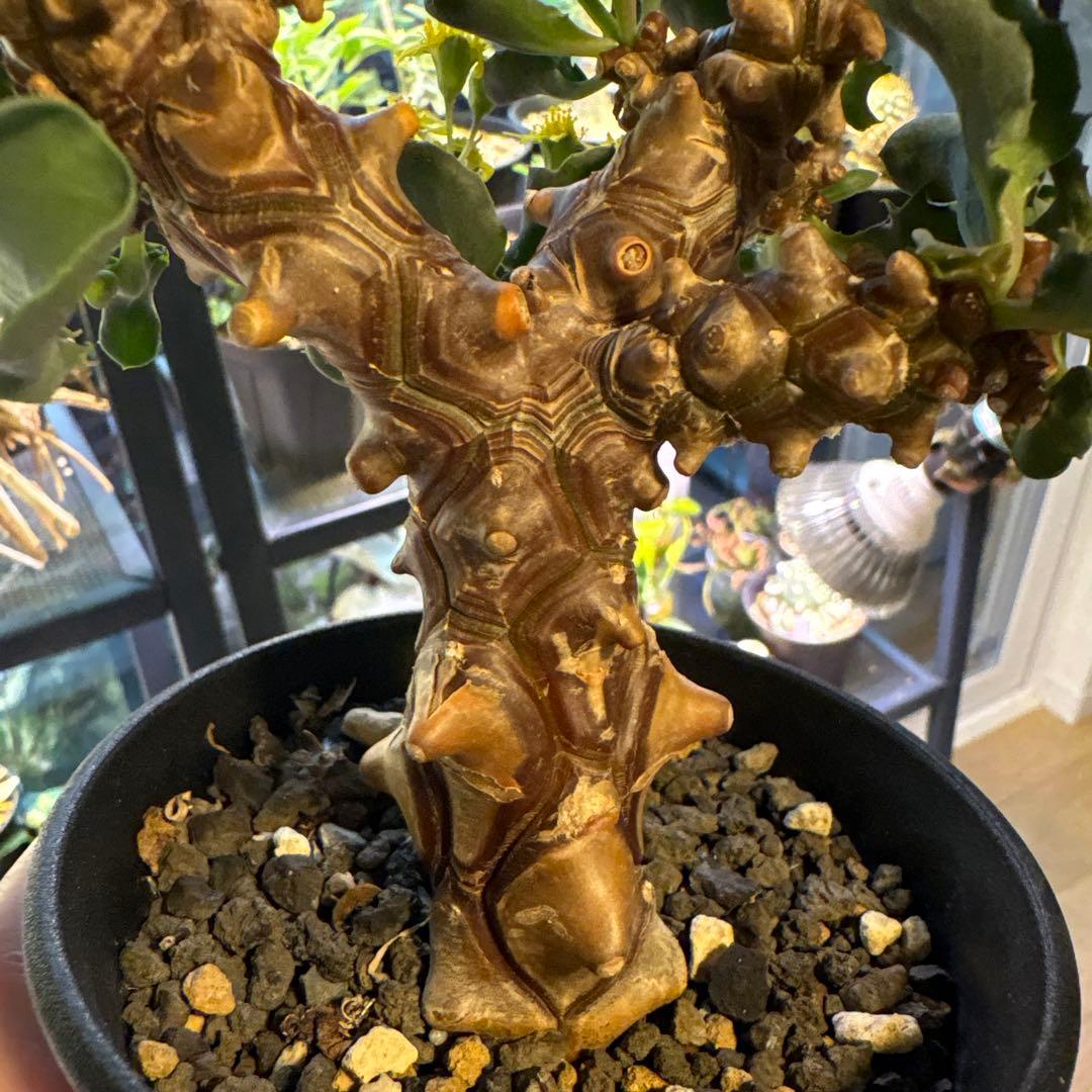 【鉢のまま発送】オトンナ へレー