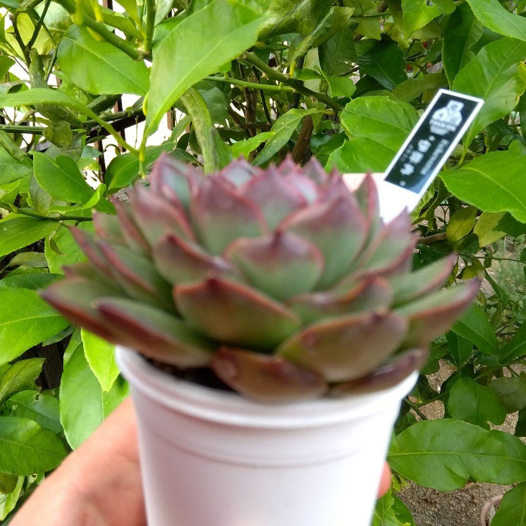 イザナミ 熟成株 優木園 黒札付⭐️伊弉冉⭐️ 抜き苗 多肉