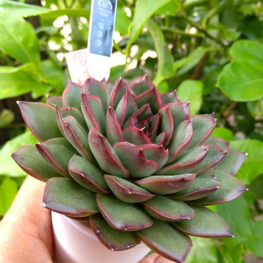 イザナミ 熟成株 優木園 黒札付⭐️伊弉冉⭐️ 抜き苗 多肉