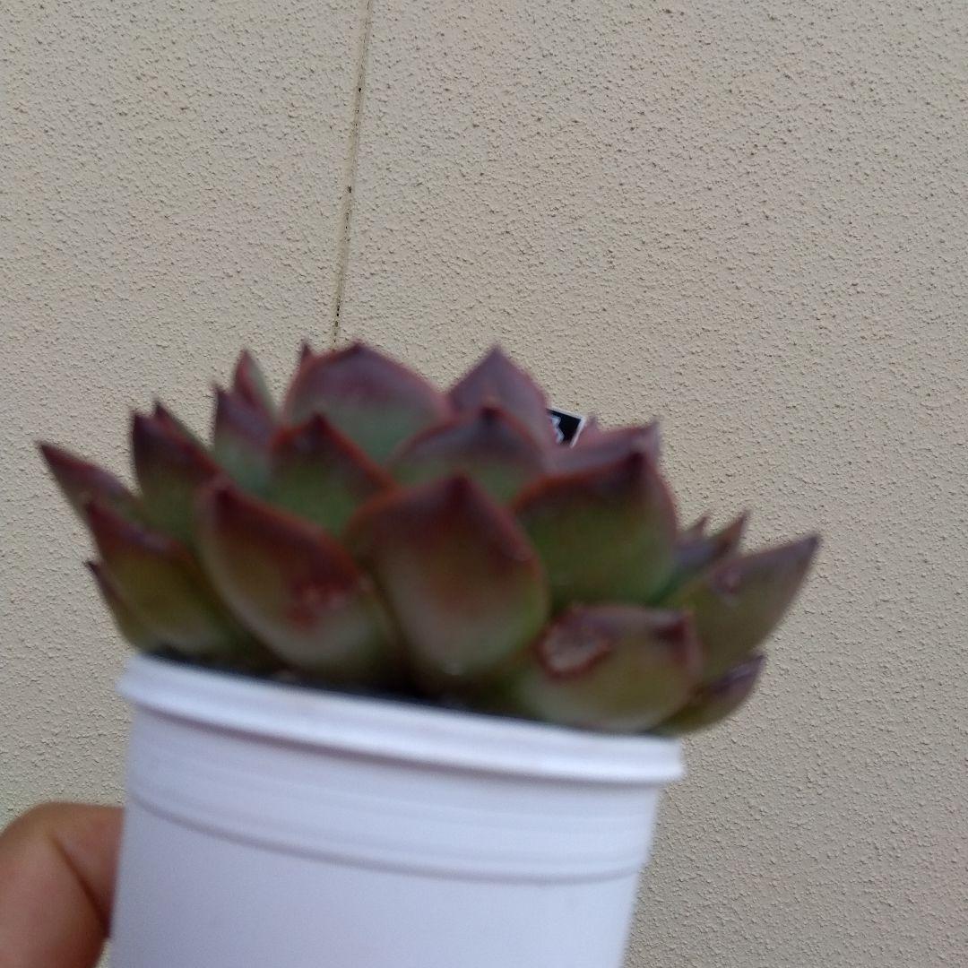 イザナミ 熟成株 優木園 黒札付⭐️伊弉冉⭐️ 抜き苗 多肉