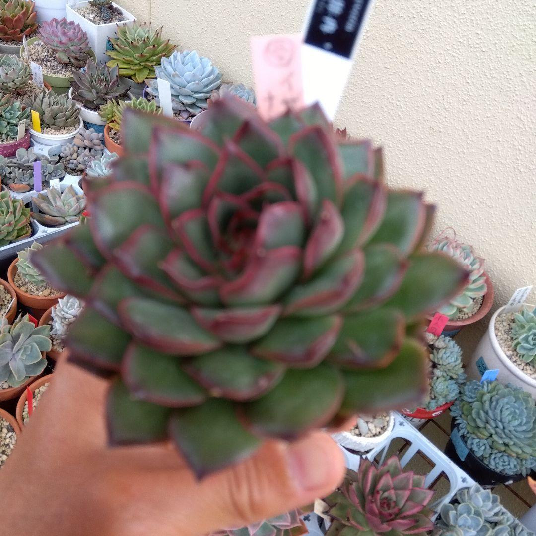 イザナミ 熟成株 優木園 黒札付⭐️伊弉冉⭐️ 抜き苗 多肉