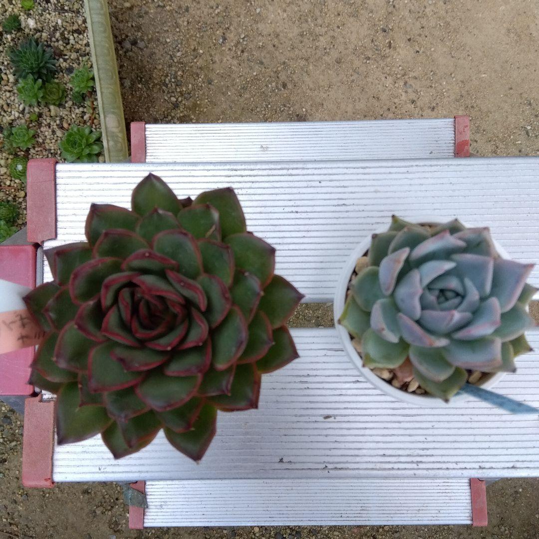 イザナミ 熟成株 優木園 黒札付⭐️伊弉冉⭐️ 抜き苗 多肉