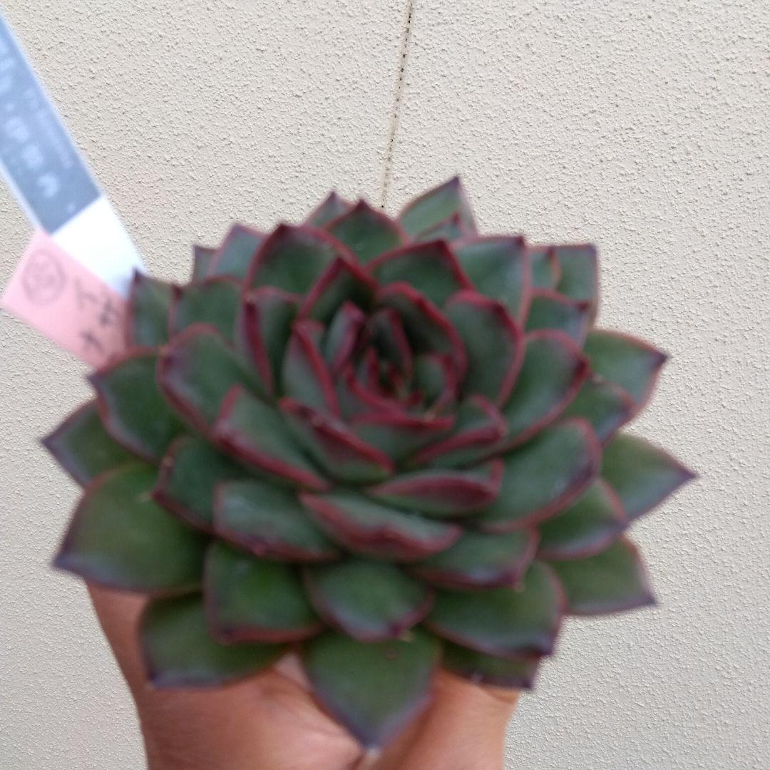 イザナミ 熟成株 優木園 黒札付⭐️伊弉冉⭐️ 抜き苗 多肉