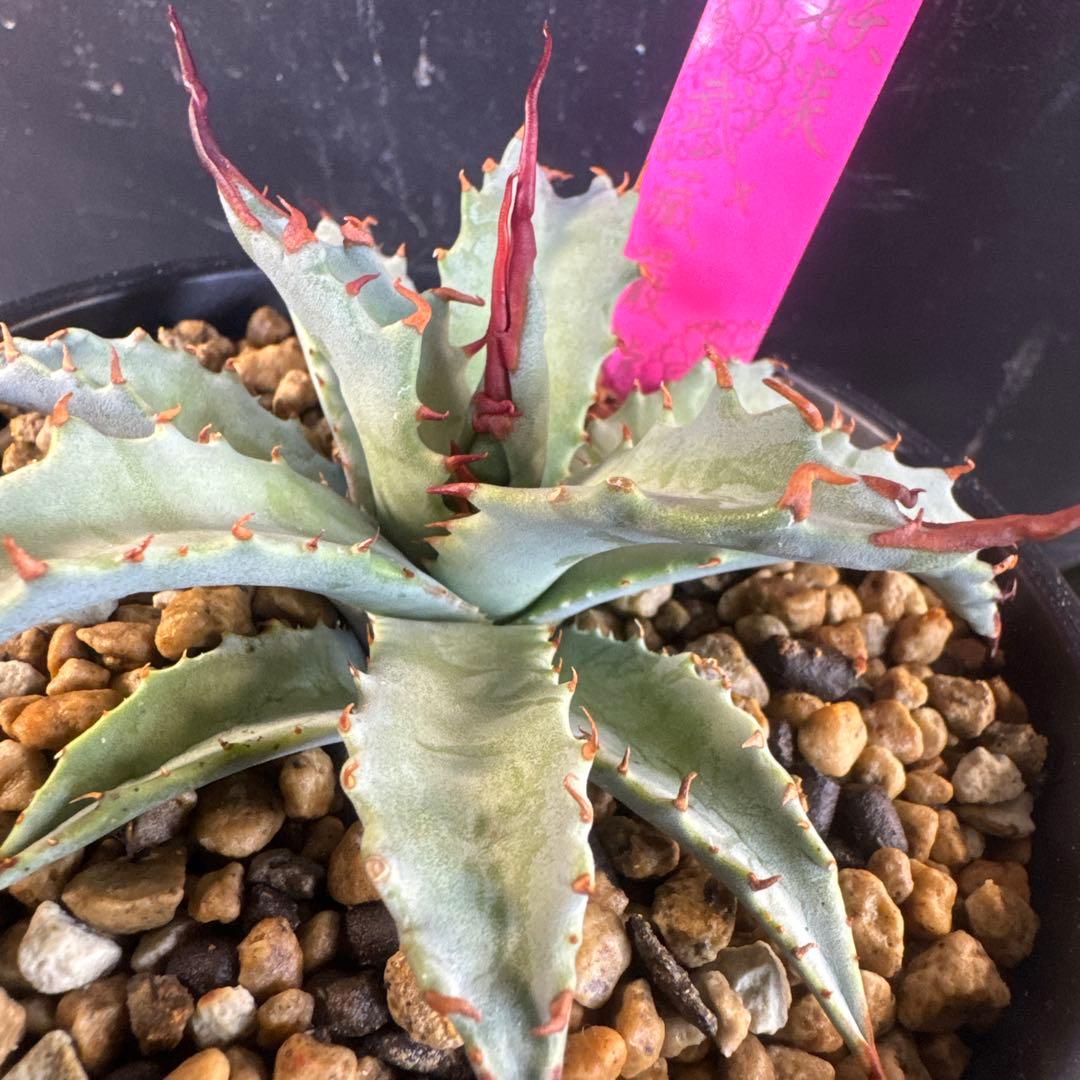 アガベ　妖炎×武蔵嚴龍　ハイブリッド限定1株　台湾輸入株