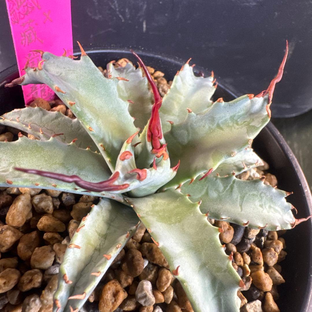 アガベ　妖炎×武蔵嚴龍　ハイブリッド限定1株　台湾輸入株