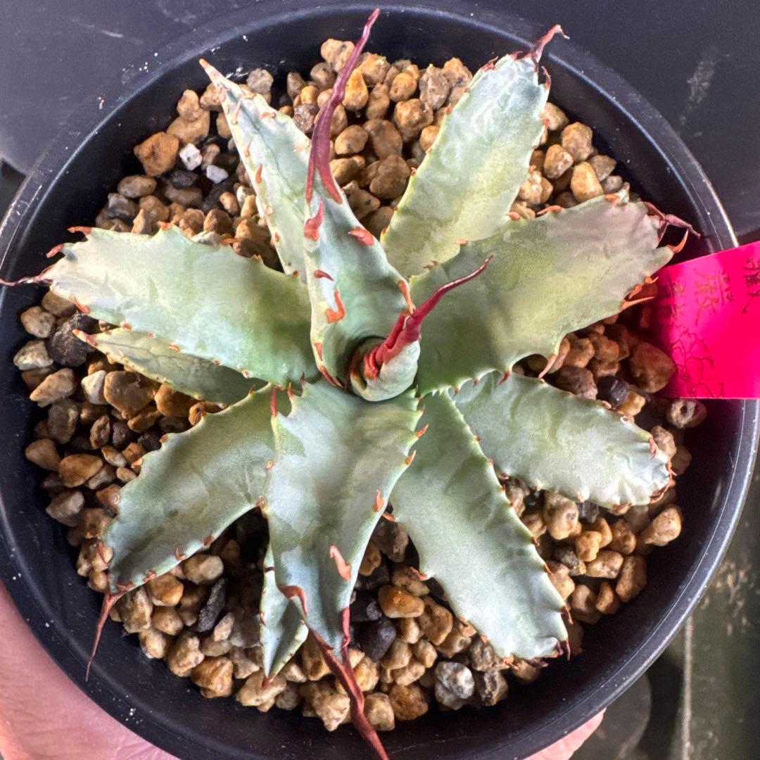 アガベ　妖炎×武蔵嚴龍　ハイブリッド限定1株　台湾輸入株