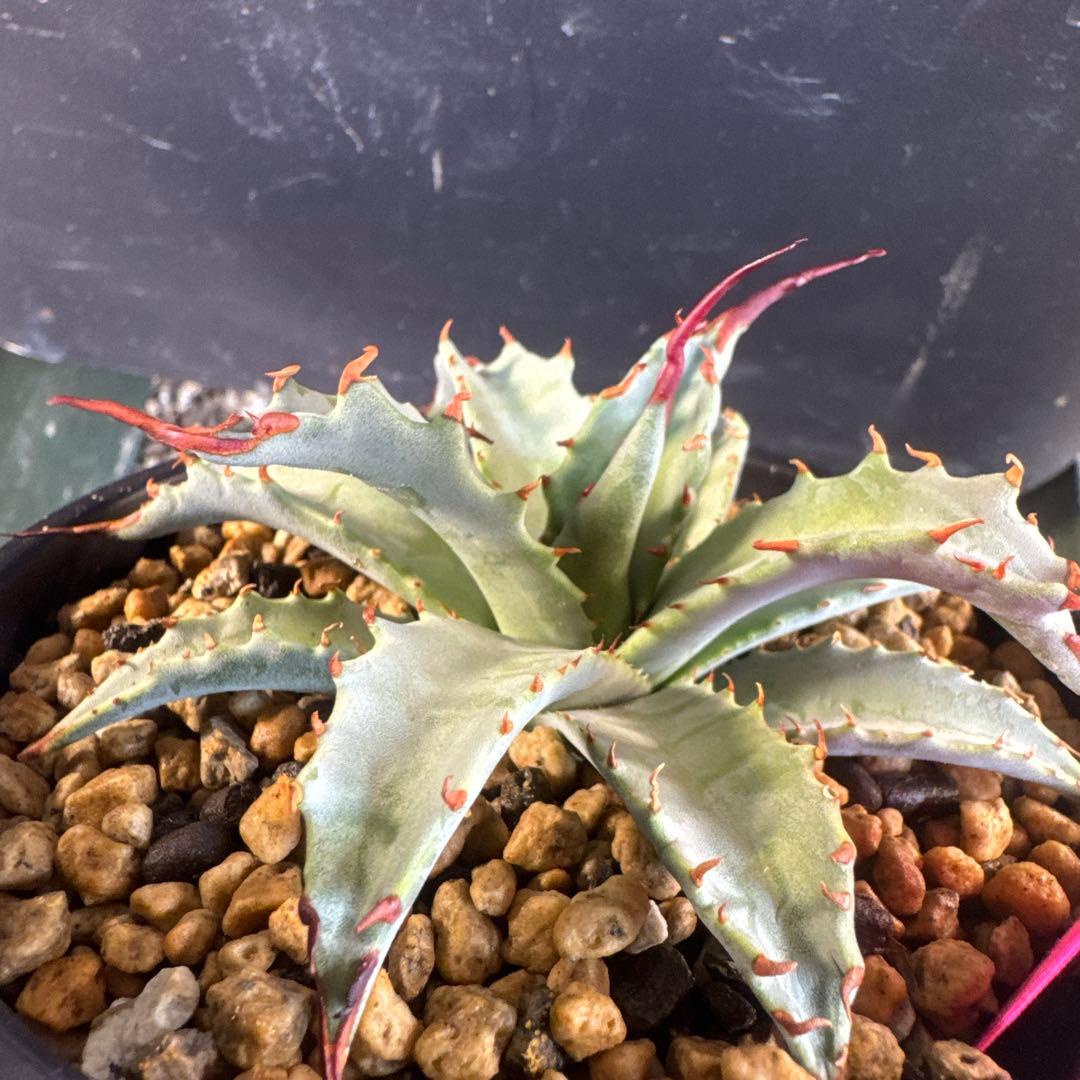 アガベ　妖炎×武蔵嚴龍　ハイブリッド限定1株　台湾輸入株