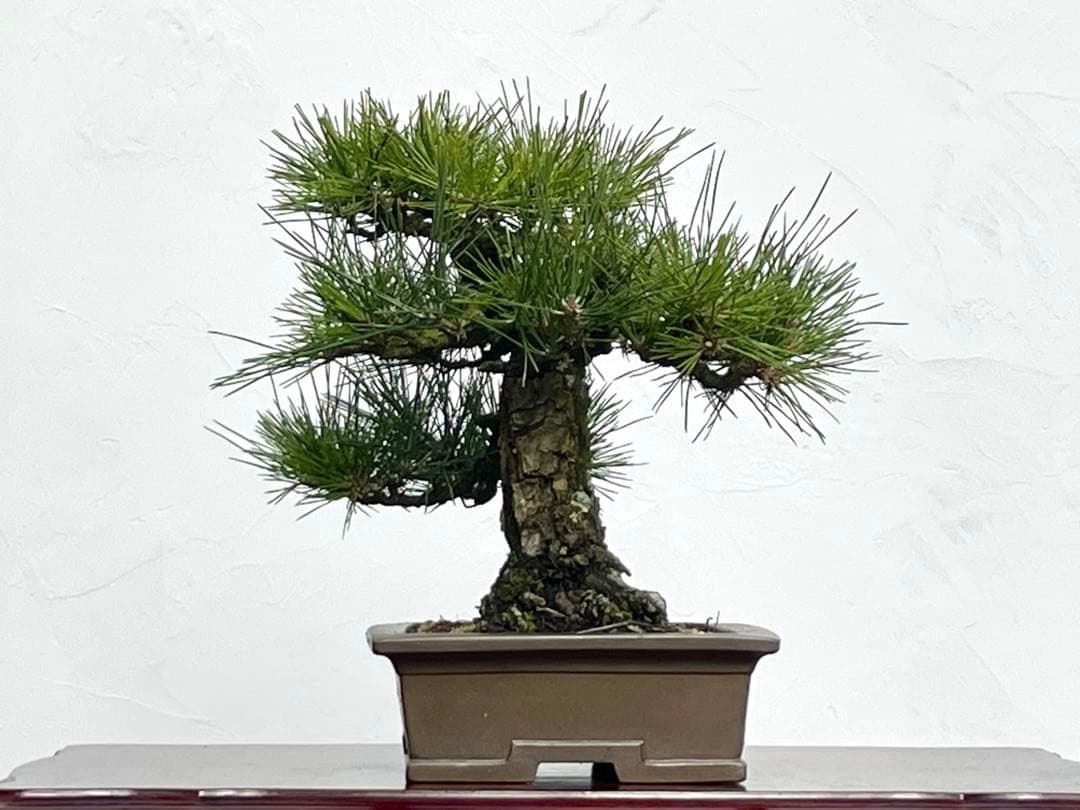 三河盆栽　黒松　盆栽