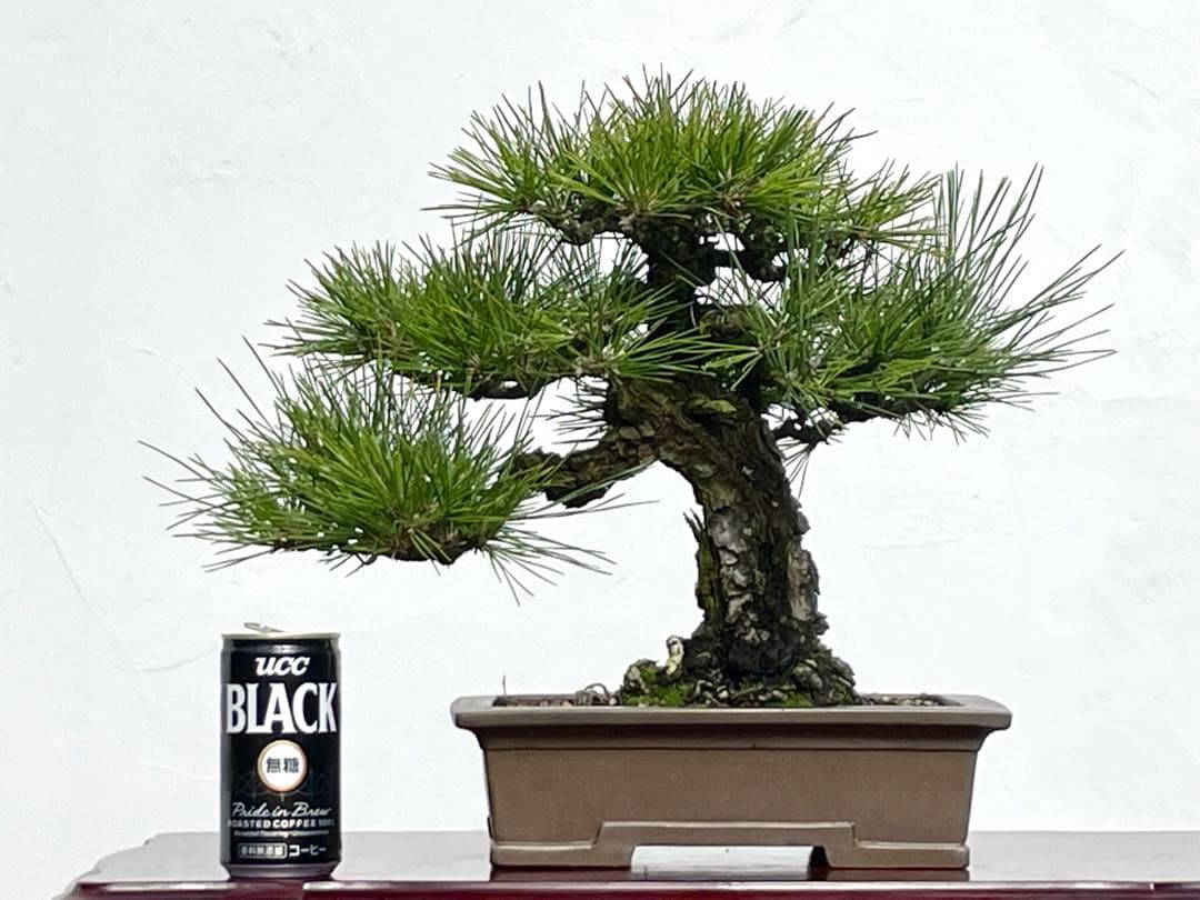 三河盆栽　黒松　盆栽