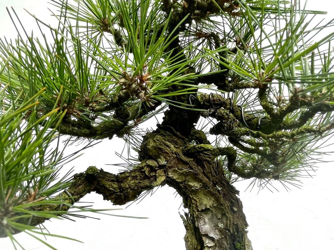 三河盆栽　黒松　盆栽