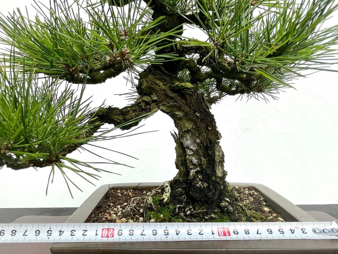 三河盆栽　黒松　盆栽