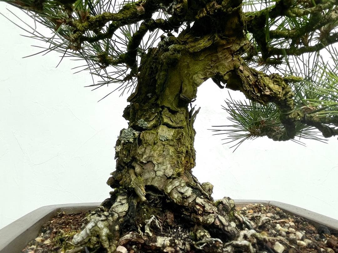 三河盆栽　黒松　盆栽