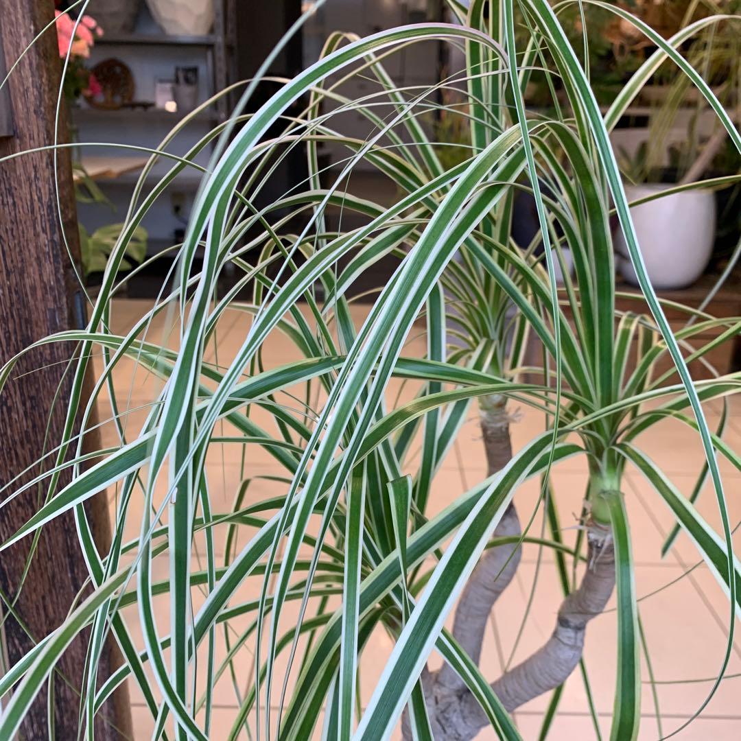 希少 斑入 トックリラン ノリナ ポニーテール