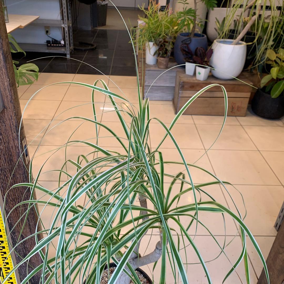 希少 斑入 トックリラン ノリナ ポニーテール