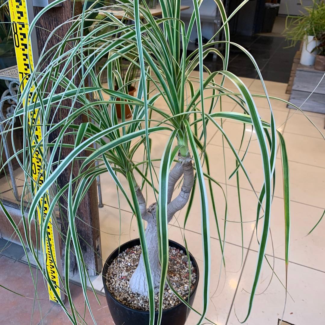 希少 斑入 トックリラン ノリナ ポニーテール