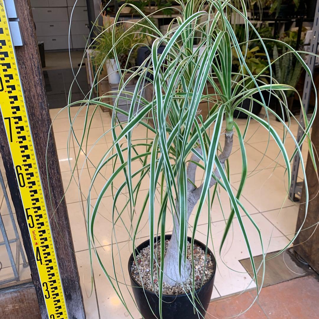 希少 斑入 トックリラン ノリナ ポニーテール