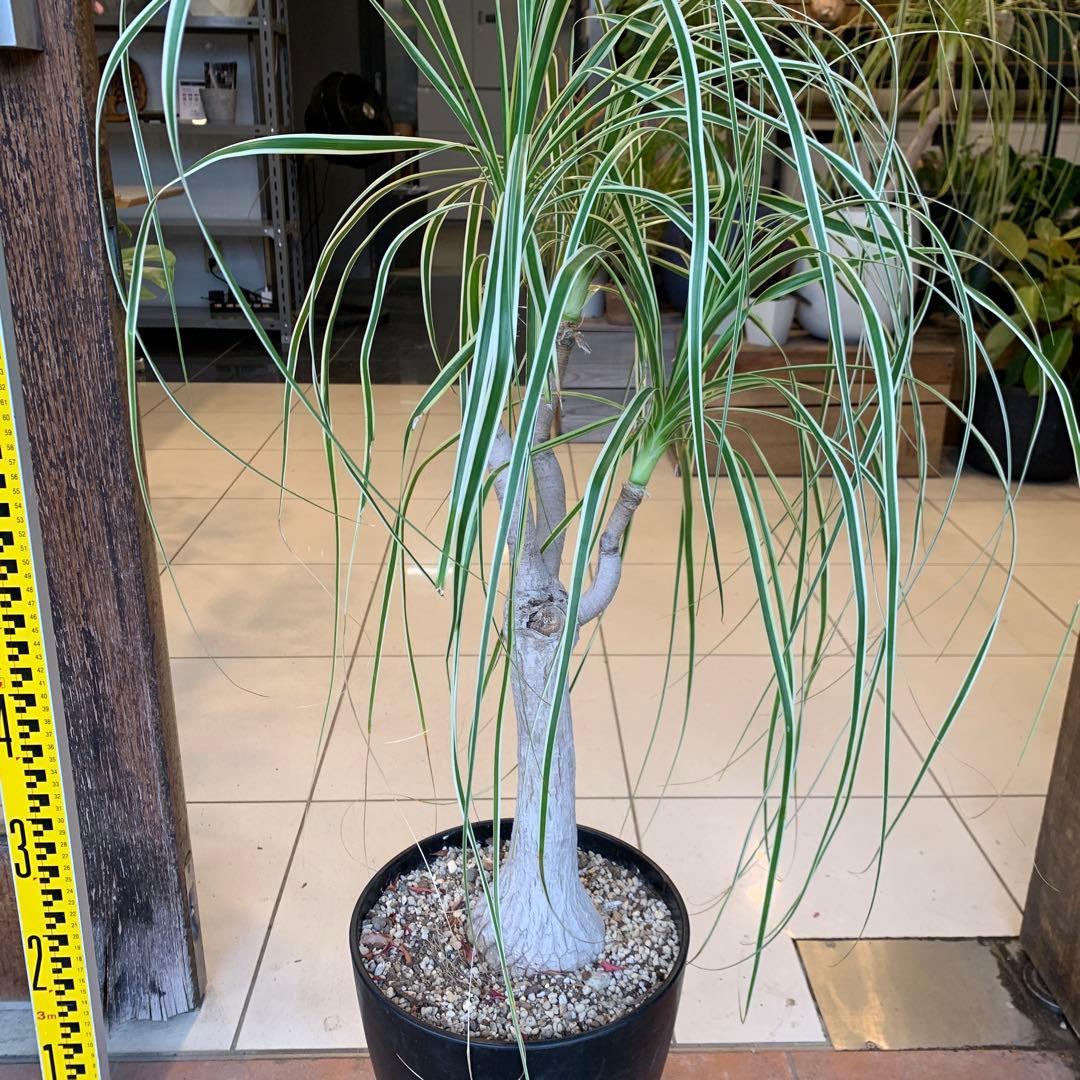 希少 斑入 トックリラン ノリナ ポニーテール