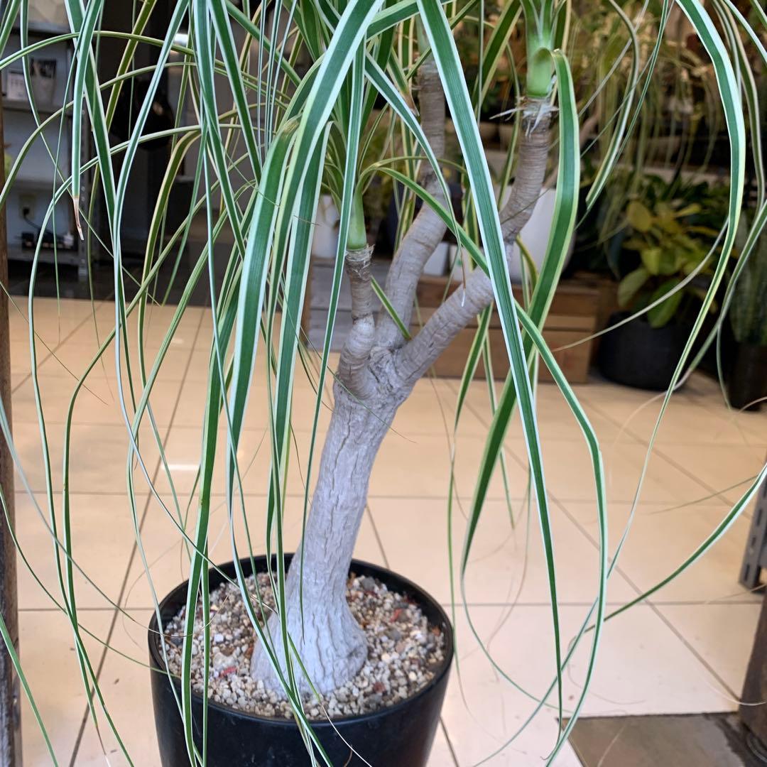 希少 斑入 トックリラン ノリナ ポニーテール