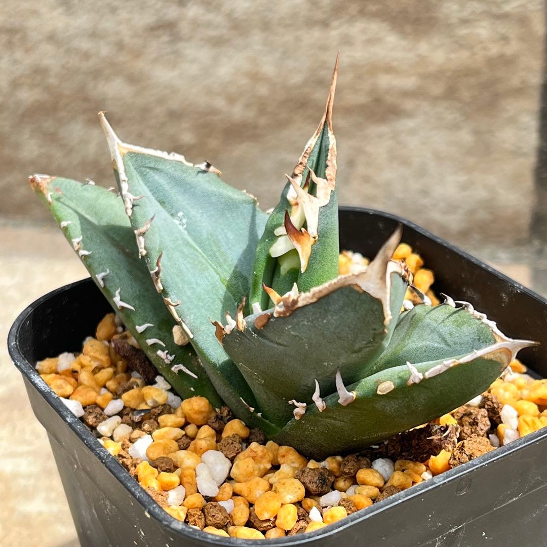 アガベ チタノタ 赤魔 No.001 鉢、送料込 メルカリ便 - メルカリ