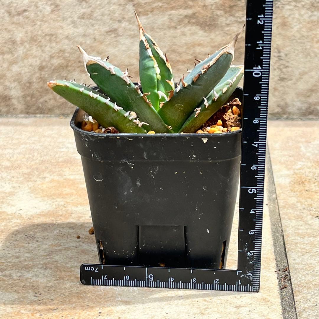 アガベ チタノタ 赤魔 No.001 鉢、送料込 メルカリ便 - メルカリ