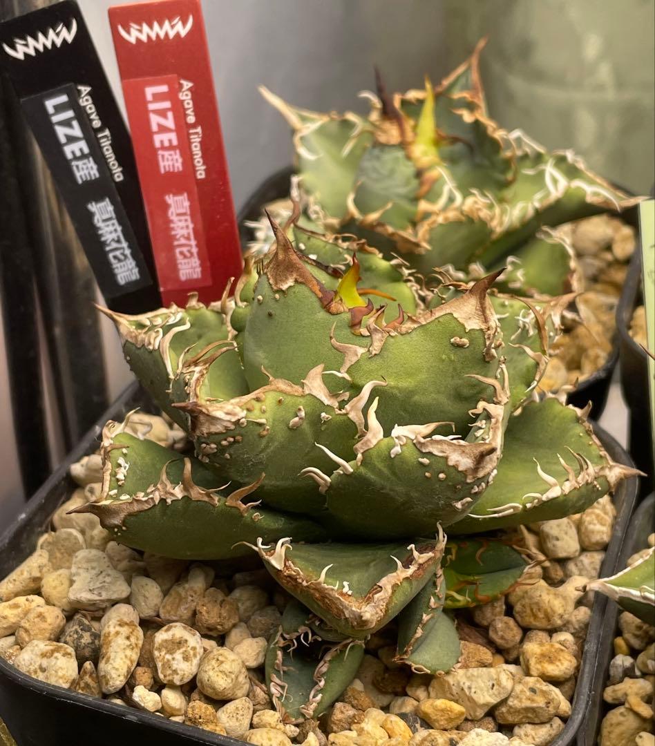 アガベ　真麻花龍子株、超お買い得！