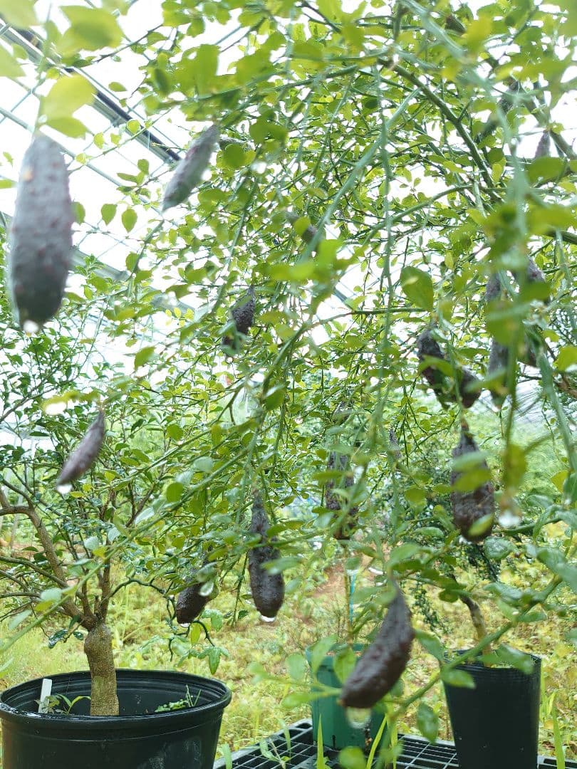 ☆　T☆Mさま専用　フィンガーライム苗木セット　☆