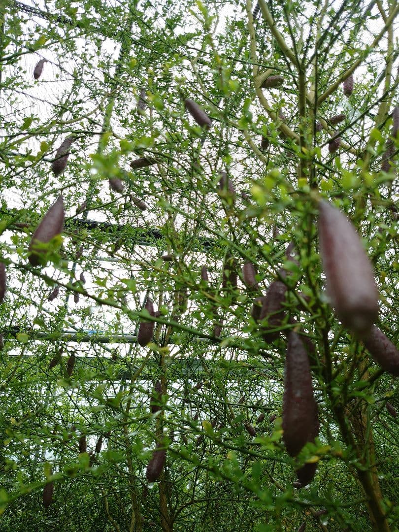 ☆　T☆Mさま専用　フィンガーライム苗木セット　☆