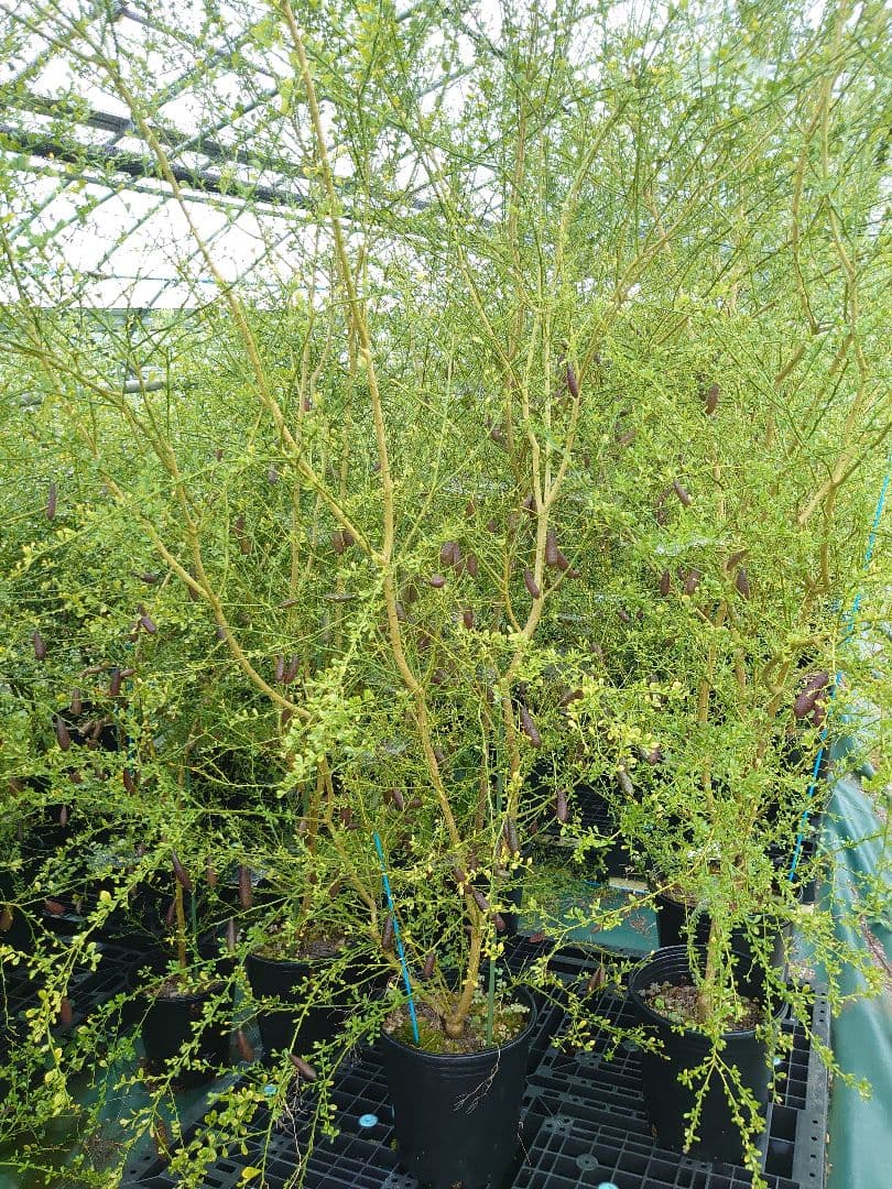 ☆　T☆Mさま専用　フィンガーライム苗木セット　☆