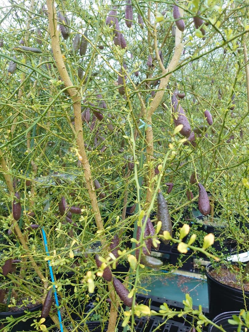 ☆　T☆Mさま専用　フィンガーライム苗木セット　☆