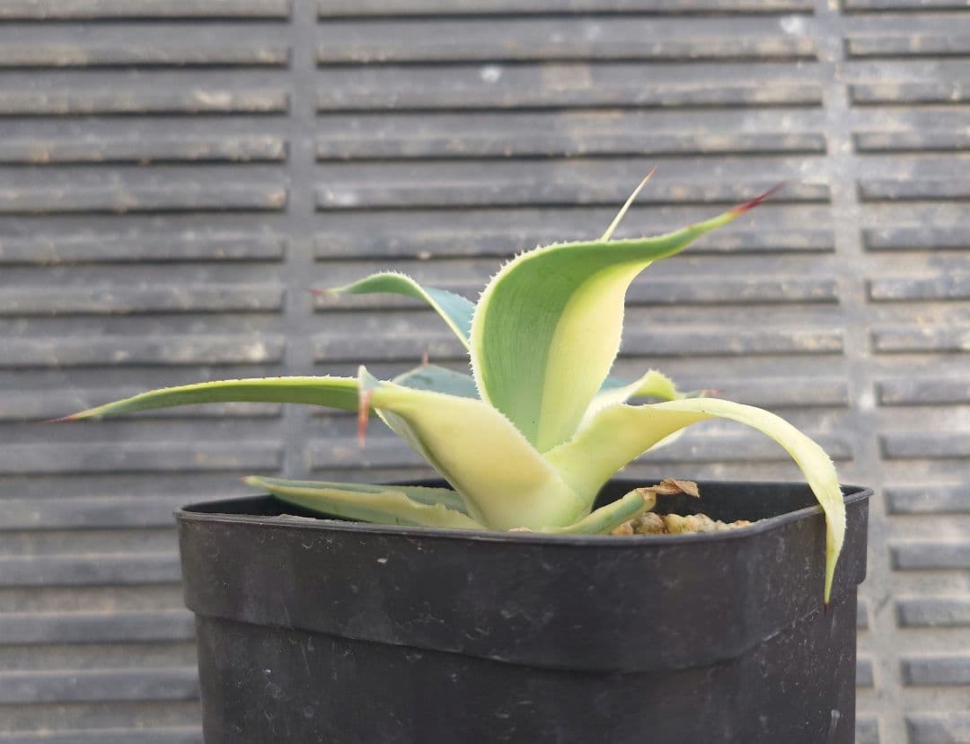 02 アガベ　ブルーフレイム　ハーフムーン　ブルーフレーム　変わり斑　翡翠盤