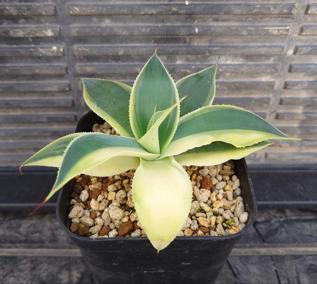 02 アガベ　ブルーフレイム　ハーフムーン　ブルーフレーム　変わり斑　翡翠盤