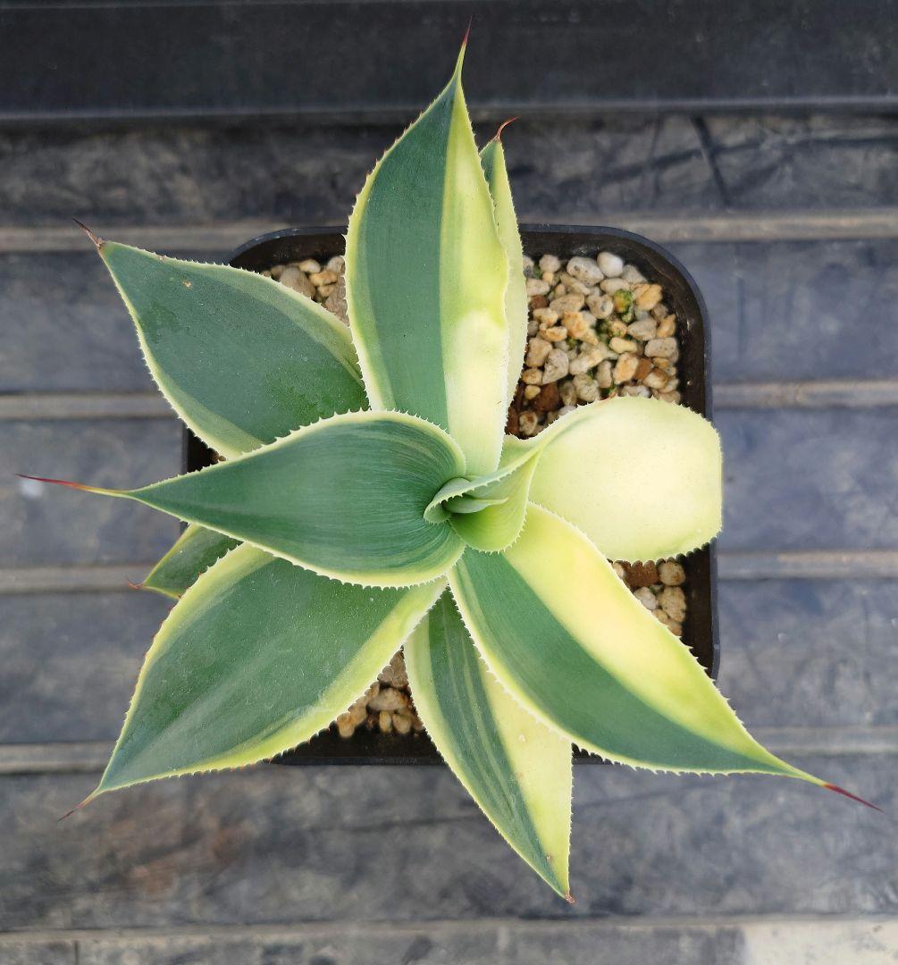 02 アガベ　ブルーフレイム　ハーフムーン　ブルーフレーム　変わり斑　翡翠盤