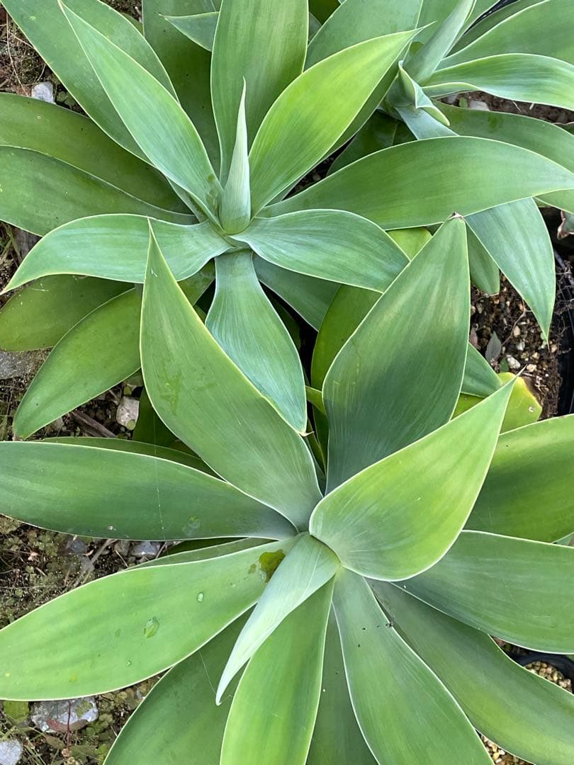 アガベ　アテナータ　ボーチンブルー　15000円相当