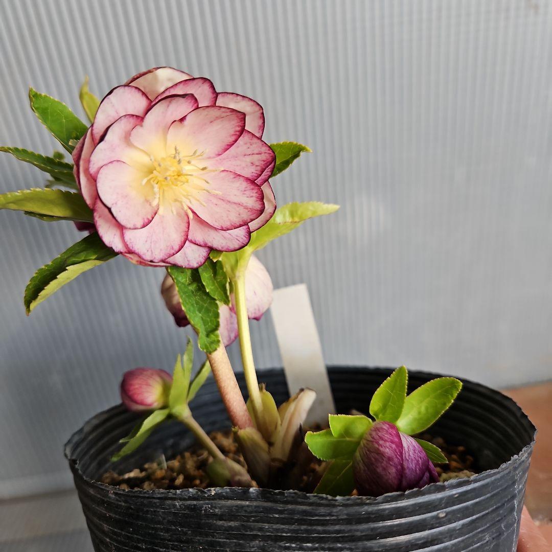 マナティ様ご購入苗㉖-259㉖-312クリスマスローズ