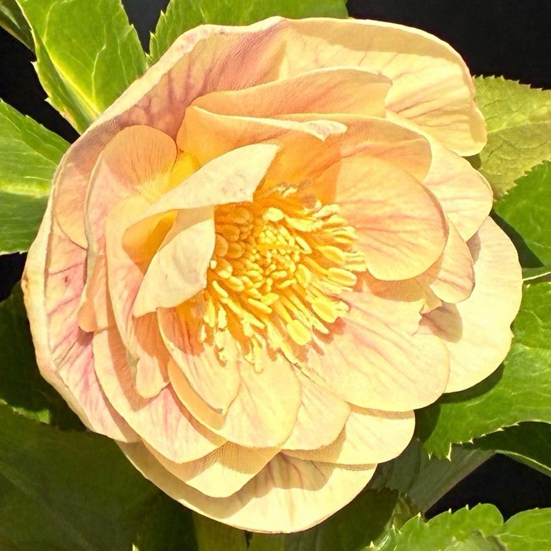 N*所様 3591☘️蕾花付き☘️極上美人☘️唯一無二☘️⭐️肌色オーレア⭐️チ