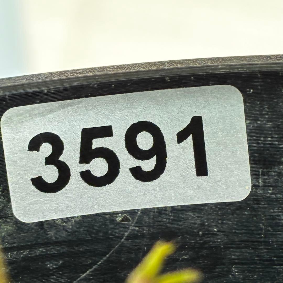 N*所様 3591☘️蕾花付き☘️極上美人☘️唯一無二☘️⭐️肌色オーレア⭐️チ