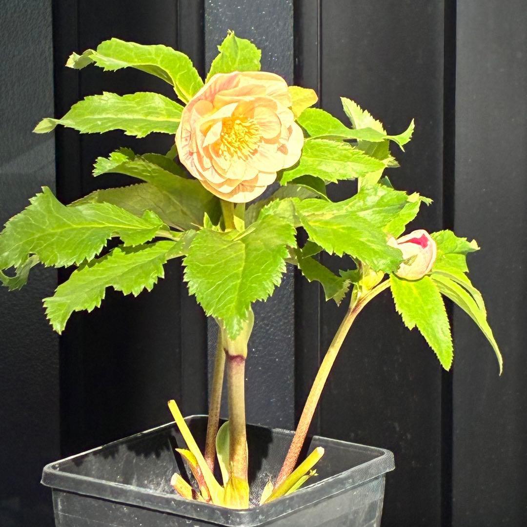 N*所様 3591☘️蕾花付き☘️極上美人☘️唯一無二☘️⭐️肌色オーレア⭐️チ