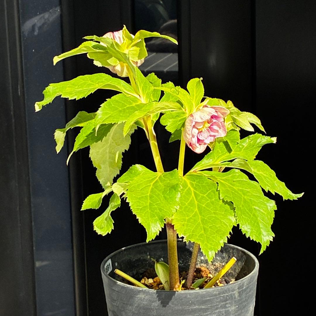 N*所様 3591☘️蕾花付き☘️極上美人☘️唯一無二☘️⭐️肌色オーレア⭐️チ