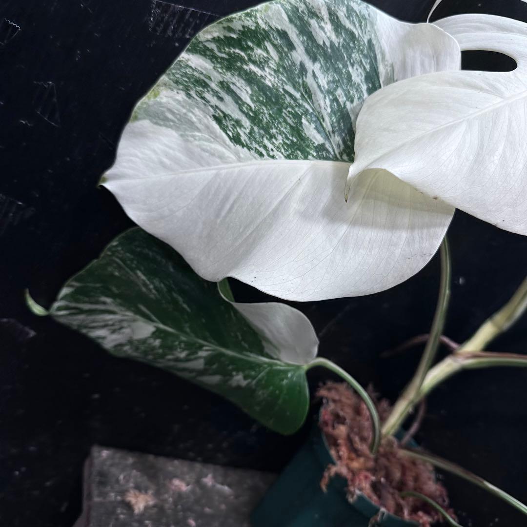 ば*ん様 斑入りモンステラ ホワイトタイガー極美大株51cm白斑多 - メルカリ