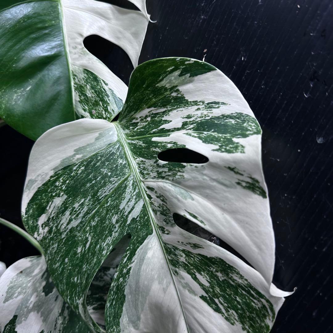 ば*ん様 斑入りモンステラ ホワイトタイガー極美大株51cm白斑多 - メルカリ
