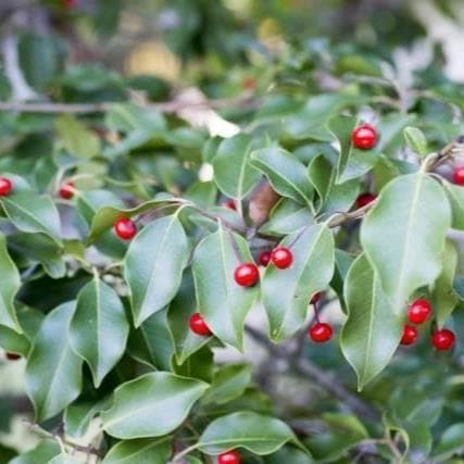 《現品》ソヨゴ　株立ち(雌株・メス株)　樹高1.5ｍ（根鉢含まず）591【苗木】